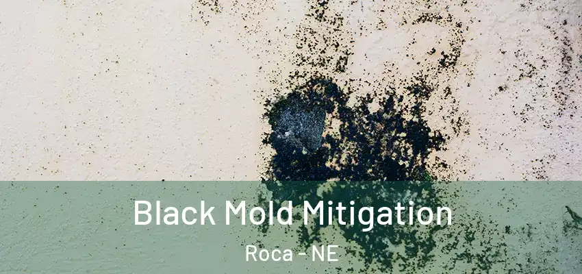  Black Mold Mitigation Roca - NE