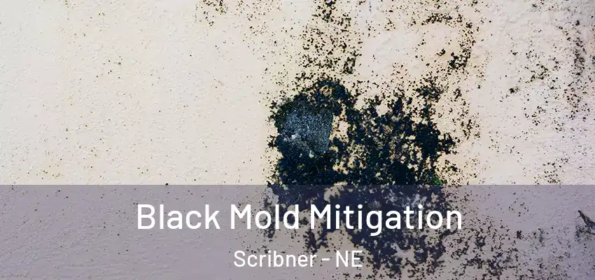  Black Mold Mitigation Scribner - NE