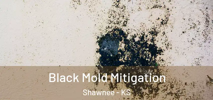  Black Mold Mitigation Shawnee - KS