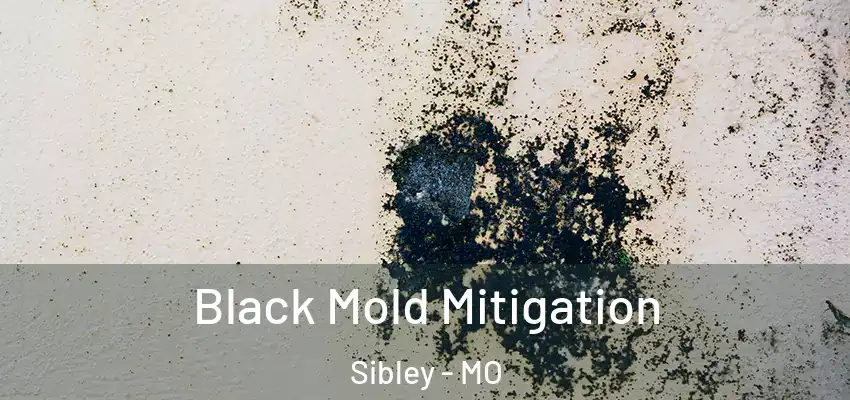  Black Mold Mitigation Sibley - MO
