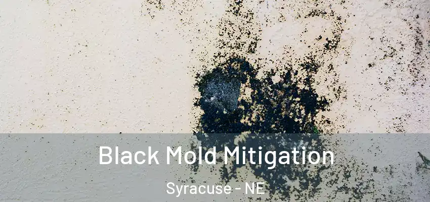  Black Mold Mitigation Syracuse - NE