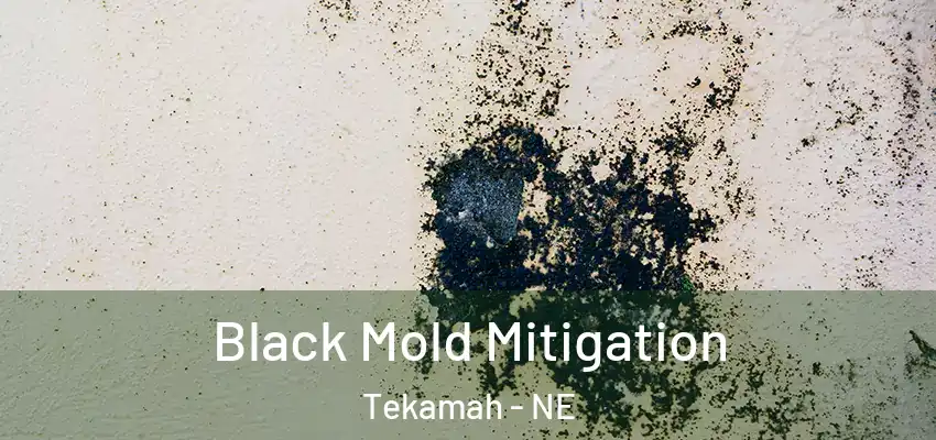  Black Mold Mitigation Tekamah - NE