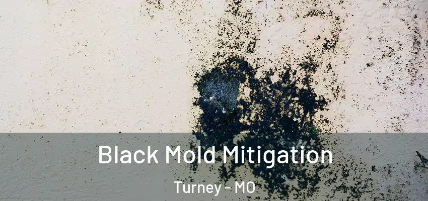 Black Mold Mitigation Turney - MO