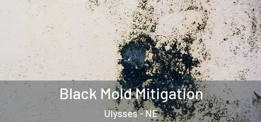 Black Mold Mitigation Ulysses - NE