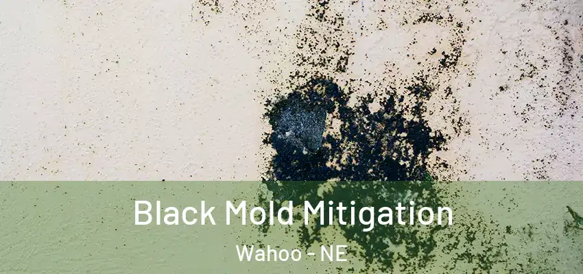 Black Mold Mitigation Wahoo - NE