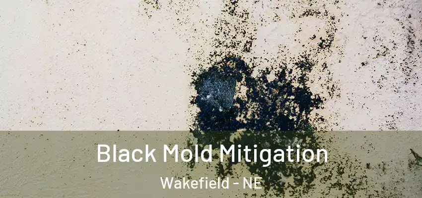 Black Mold Mitigation Wakefield - NE