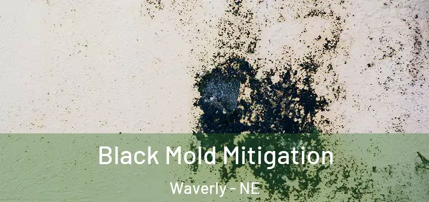  Black Mold Mitigation Waverly - NE