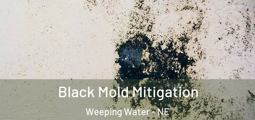 Black Mold Mitigation Weeping Water - NE