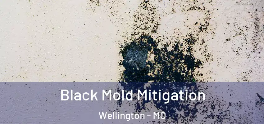  Black Mold Mitigation Wellington - MO