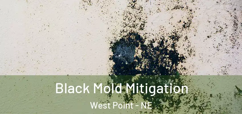 Black Mold Mitigation West Point - NE