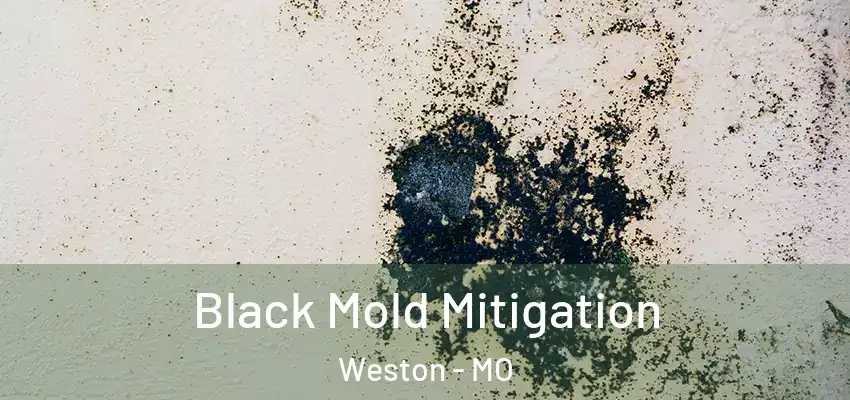 Black Mold Mitigation Weston - MO