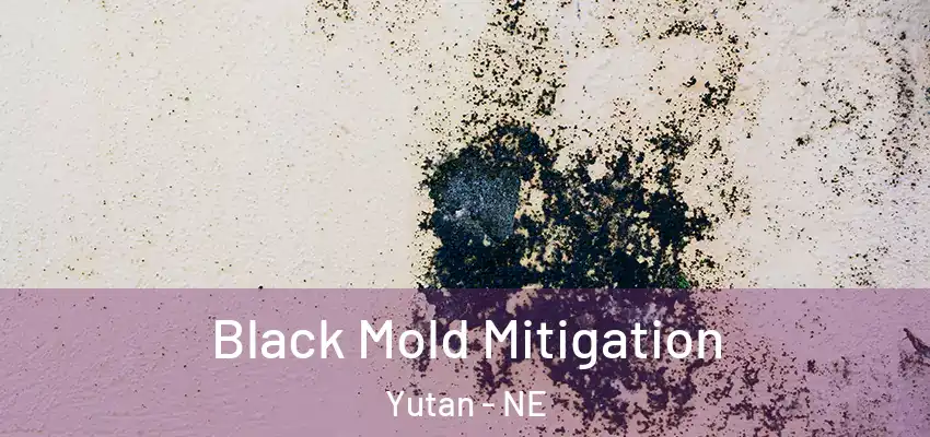 Black Mold Mitigation Yutan - NE