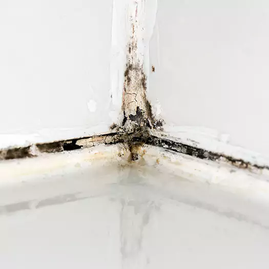 Trusted Black Mold in Shower Experts in Overland Park, KS