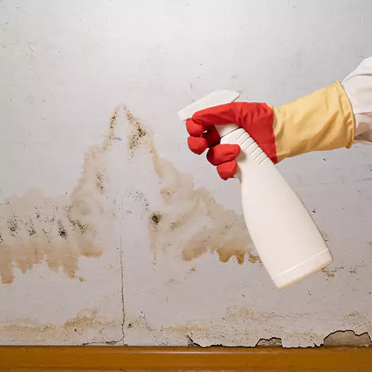 Trusted Black Mold Mitigation Specialists in Overland Park, KS