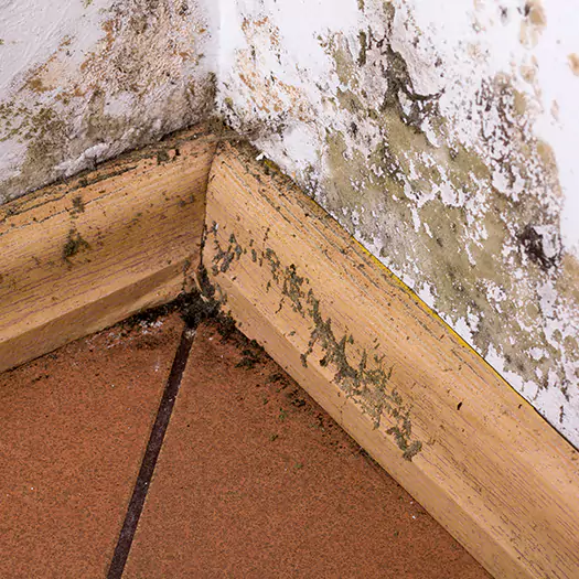 Trusted Cleaning Mold From Wood Specialists in Overland Park, KS