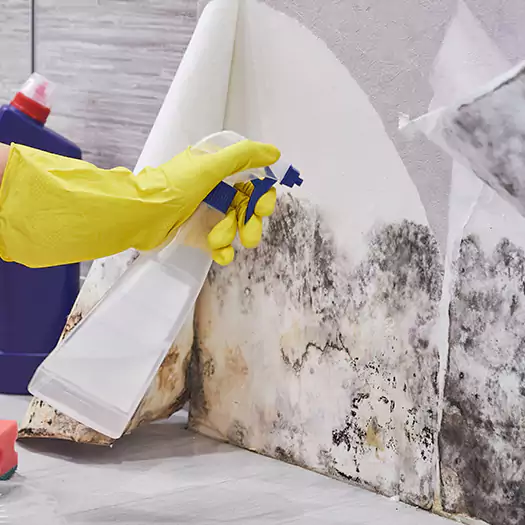 Reliable Mold Abatement Specialists in Overland Park, KS