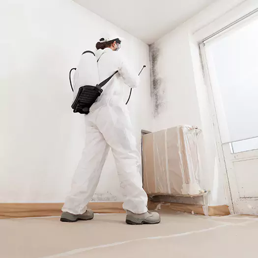 Trusted Mold Damage Experts in Overland Park, KS