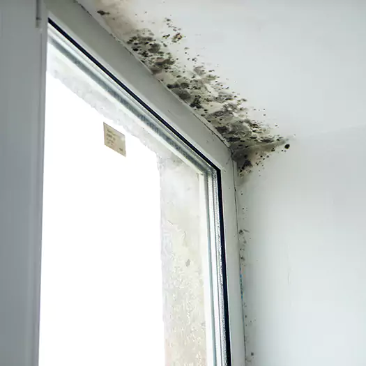 Experienced Mold Mitigation Specialists in Overland Park, KS