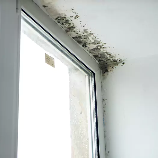Trusted Mold on Bathroom Ceiling Experts in Overland Park, KS