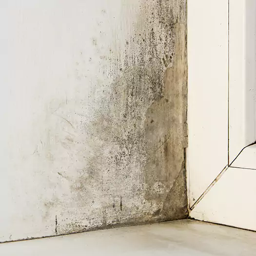 Skilled Mold on Drywall Experts in Overland Park, KS