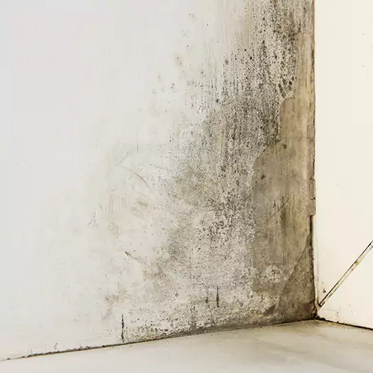 #1 Mold Remediation and Removal Experts in Overland Park, KS