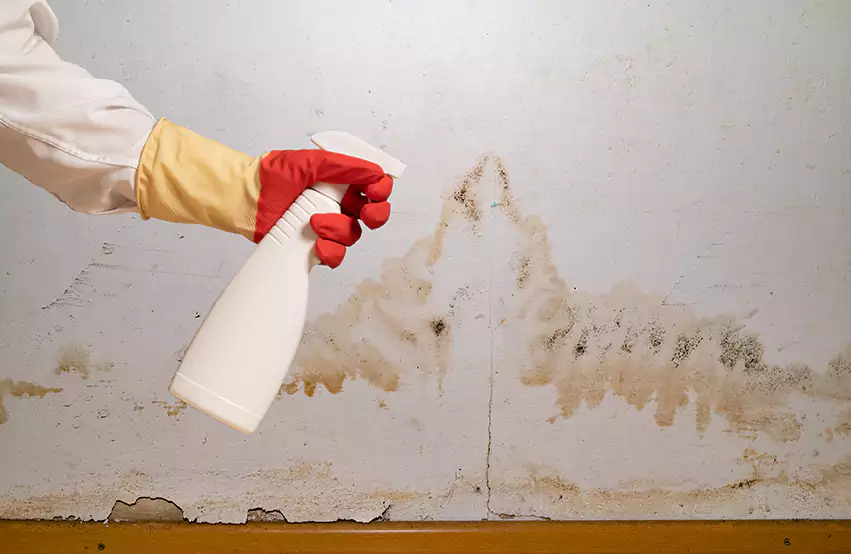 Prevent future mold in Overland Park, KS