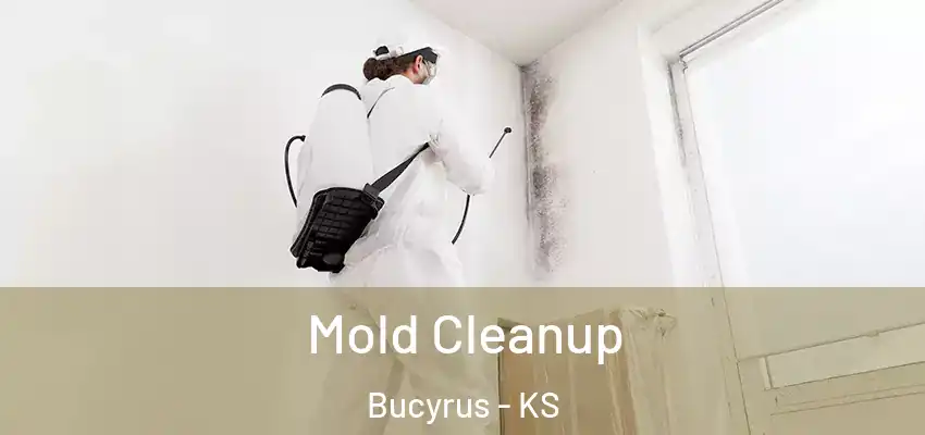 Mold Cleanup Bucyrus - KS