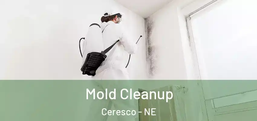  Mold Cleanup Ceresco - NE