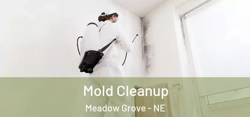 Mold Cleanup Meadow Grove - NE