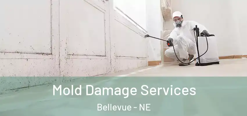  Mold Damage Services Bellevue - NE