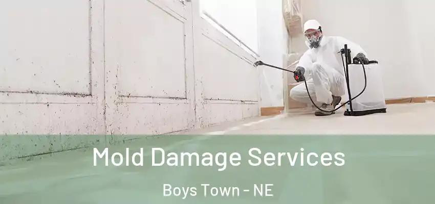  Mold Damage Services Boys Town - NE