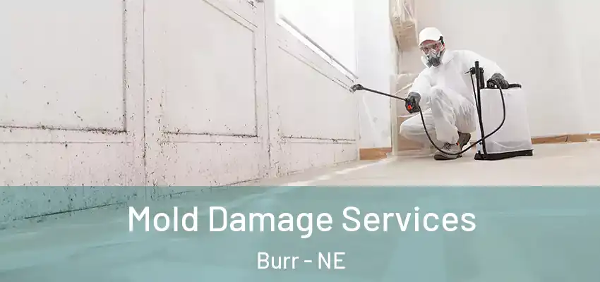  Mold Damage Services Burr - NE