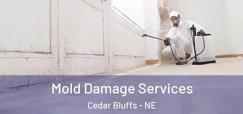  Mold Damage Services Cedar Bluffs - NE