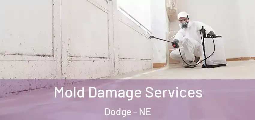  Mold Damage Services Dodge - NE