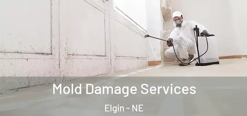  Mold Damage Services Elgin - NE