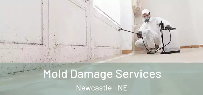  Mold Damage Services Newcastle - NE