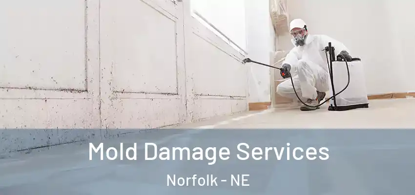  Mold Damage Services Norfolk - NE