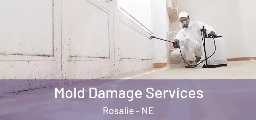  Mold Damage Services Rosalie - NE