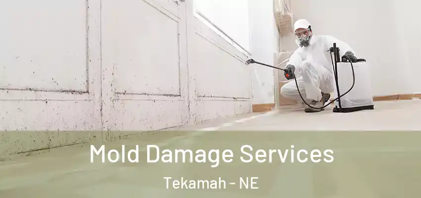 Mold Damage Services Tekamah - NE