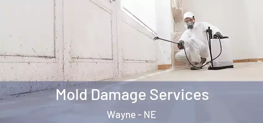  Mold Damage Services Wayne - NE