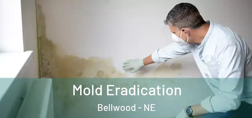  Mold Eradication Bellwood - NE