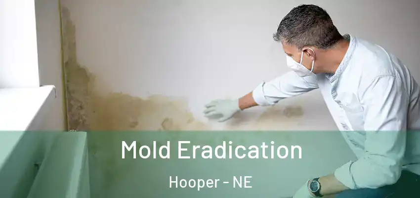  Mold Eradication Hooper - NE