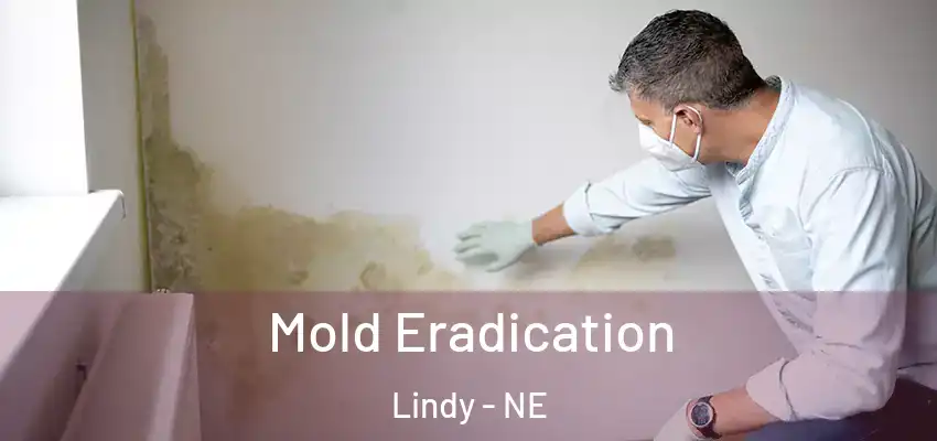 Mold Eradication Lindy - NE