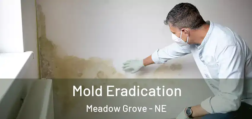  Mold Eradication Meadow Grove - NE