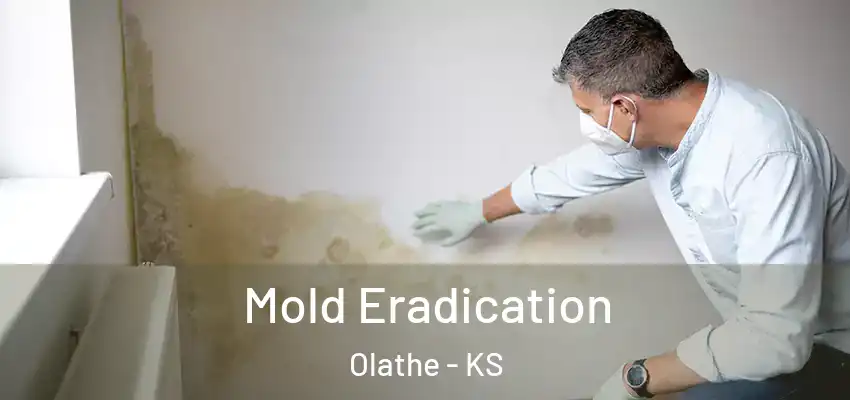  Mold Eradication Olathe - KS