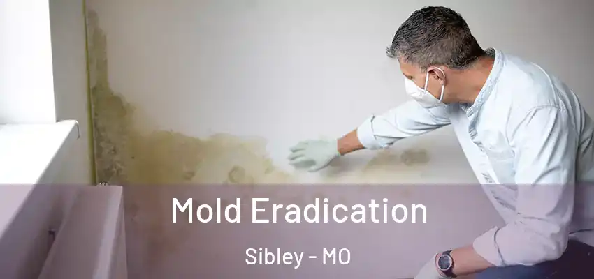 Mold Eradication Sibley - MO