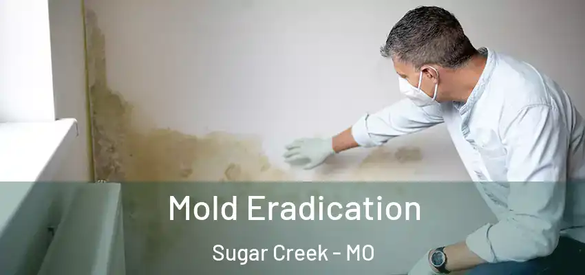  Mold Eradication Sugar Creek - MO