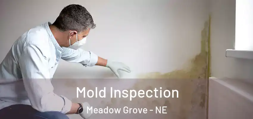  Mold Inspection Meadow Grove - NE