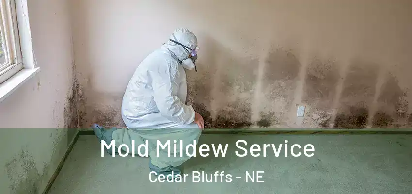  Mold Mildew Service Cedar Bluffs - NE