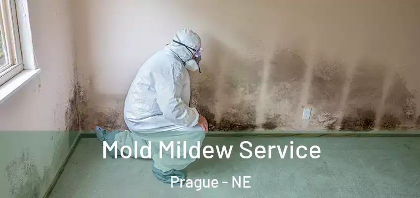  Mold Mildew Service Prague - NE